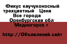 Фикус каучуконосный трехцветный › Цена ­ 500 - Все города  »    . Оренбургская обл.,Медногорск г.